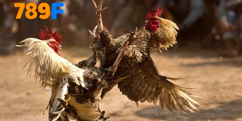 Lý do nên trải nghiệm chọi gà trực tuyến tại 789F