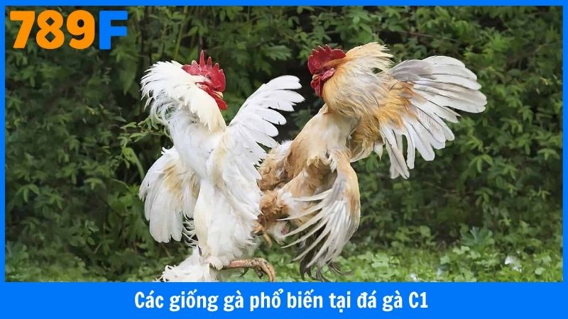 Các giống gà phổ biến tại đá gà C1