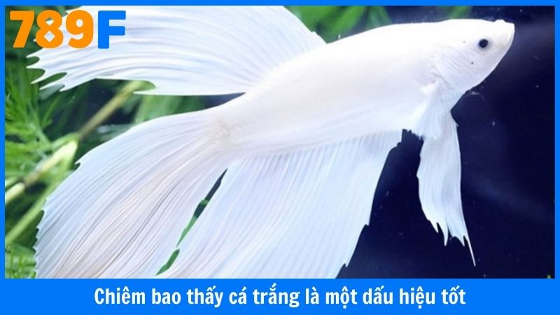 Chiêm bao thấy cá trắng là một dấu hiệu tốt