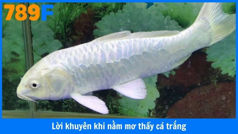 Lời khuyên khi nằm mơ thấy cá trắng