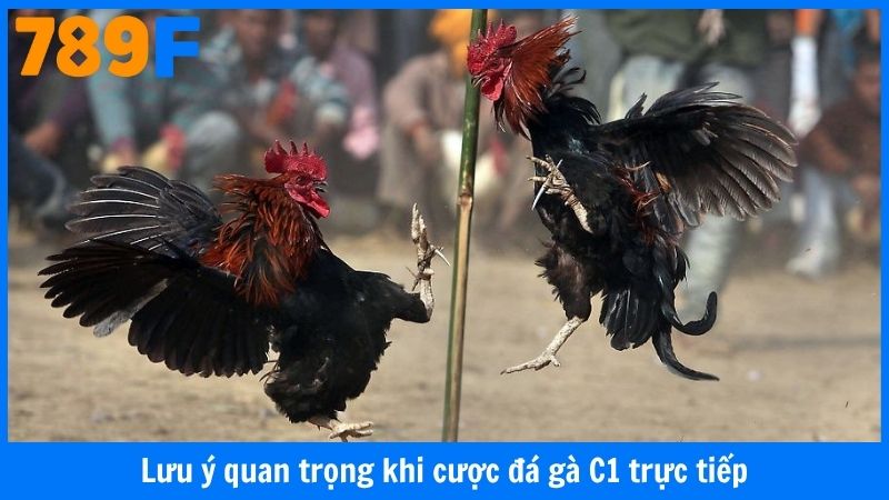 Lưu ý quan trọng khi cược đá gà C1 trực tiếp