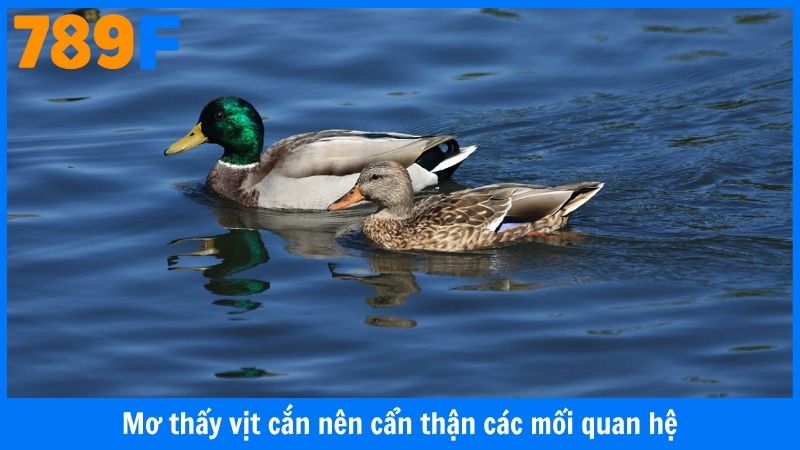 Mơ thấy vịt cắn nên cẩn thận các mối quan hệ