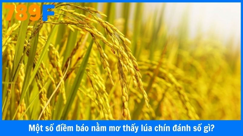 Một số điềm báo nằm mơ thấy lúa chín đánh số gì?
