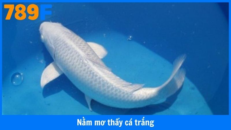 Nằm Mơ Thấy Cá Trắng