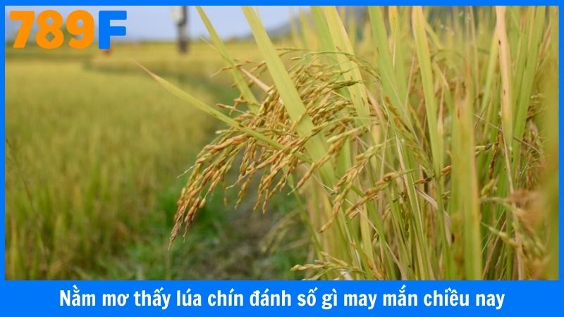 Nằm mơ thấy lúa chín đánh số gì may mắn chiều nay
