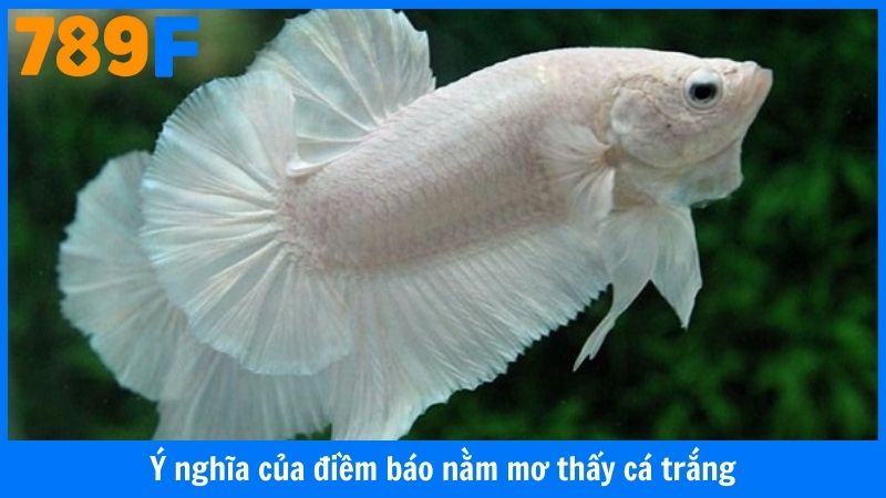 Ý nghĩa của điềm báo nằm mơ thấy cá trắng
