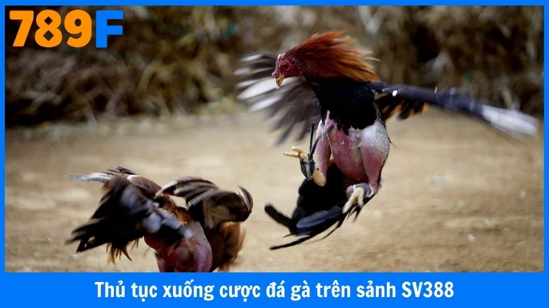 Thủ tục đặt cược đá gà trên sảnh SV388