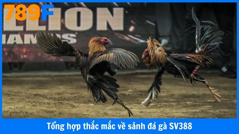 Tổng hợp thắc mắc về sảnh đá gà SV388